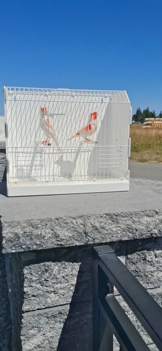 Kanarek kanarki czerwona mozaika 2026