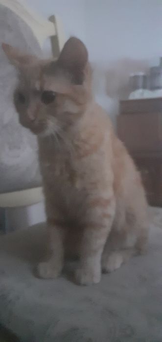 Рудий кіт безкоштовно