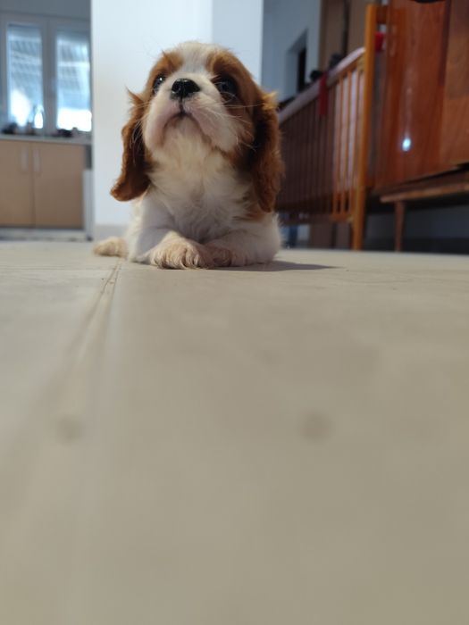 Cavalier King Charles macho