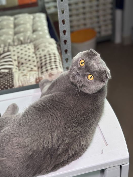 Взрослые котейки в любящие семьи