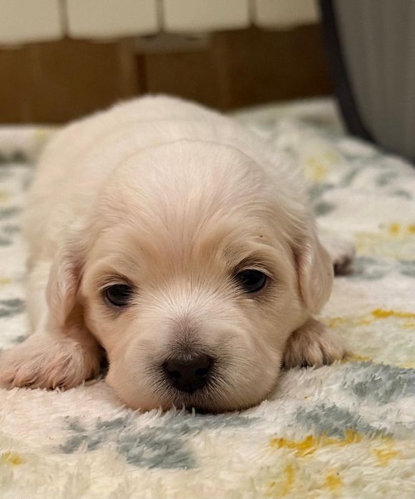 Maltańczyk , szczeniak