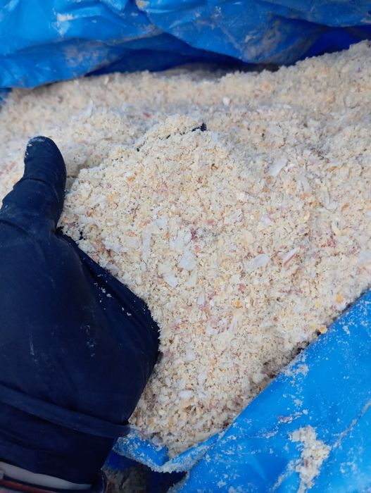 Kukurydza mielona CCM