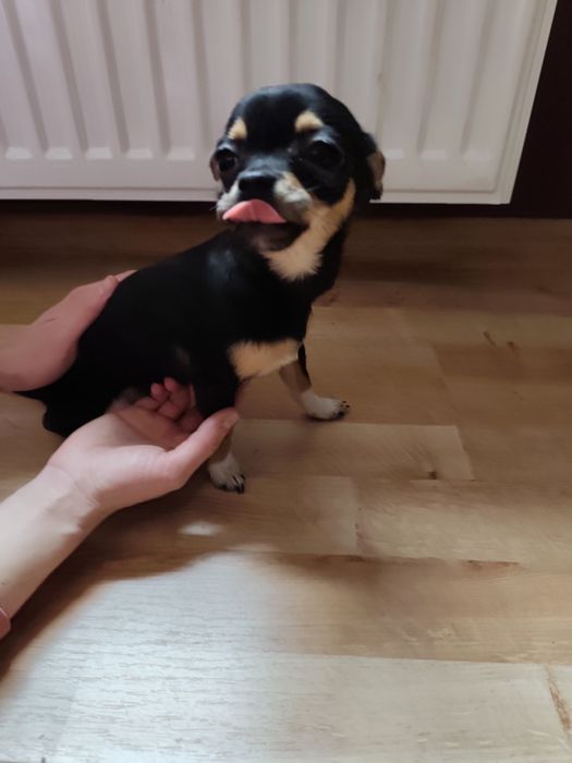 Chichuachua szczeniak