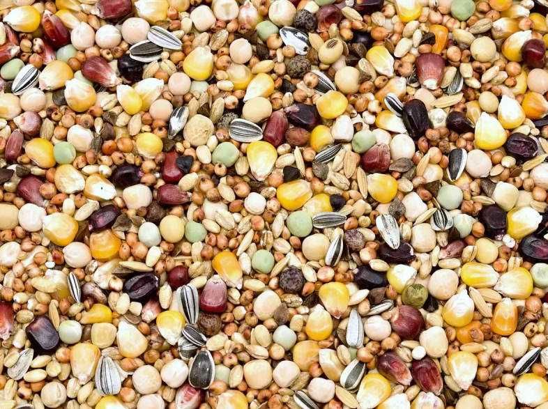 Karma dla gołębi 25 kg – Kampol BP-L Bez Pszenicy • mieszanka Lider