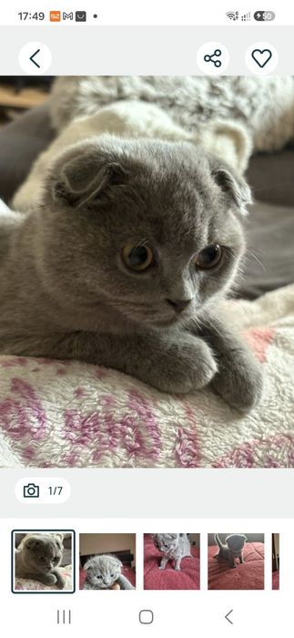 Scottish fold azul
