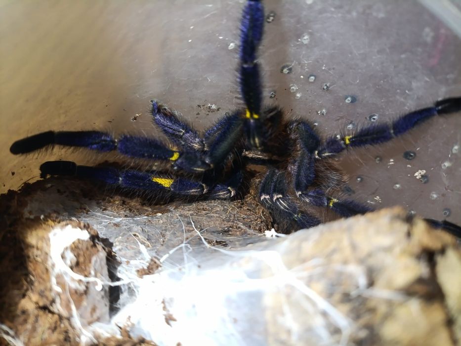 Samiec Poe metallica