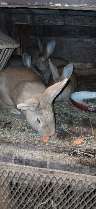 Króliki mieszańce samiczki do zakocenia