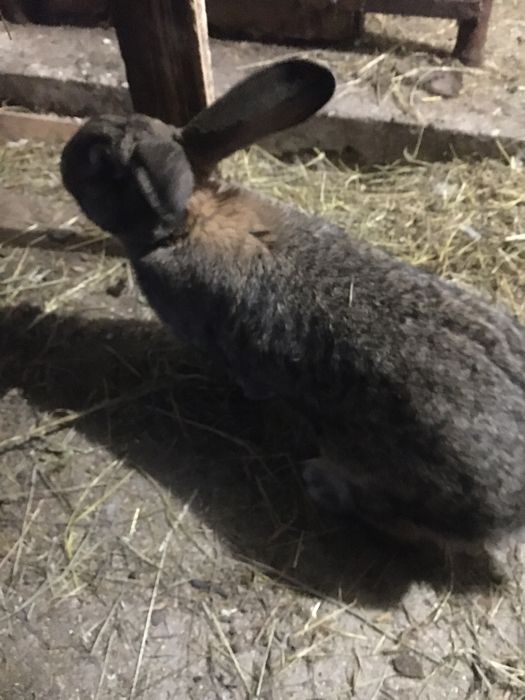 Кролики велікани