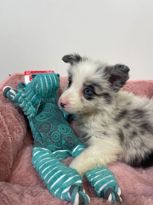 Border collie Femea Blue merle