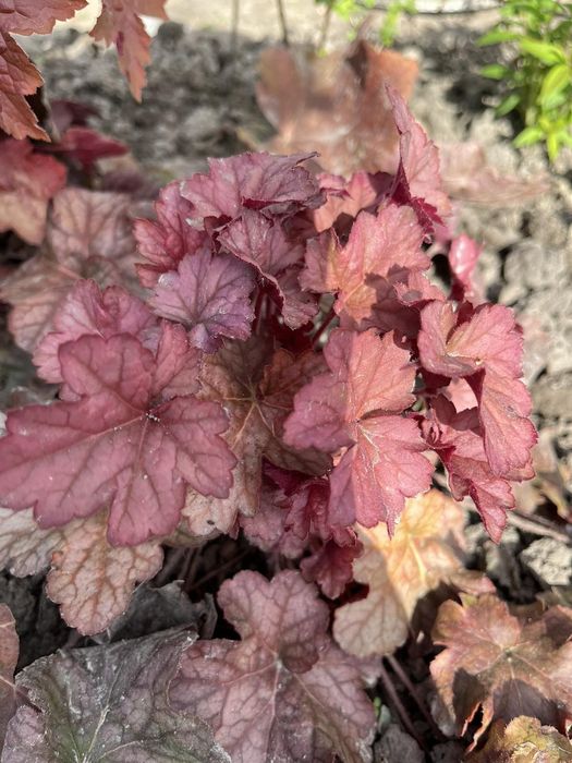 Гейхери .Гейхера