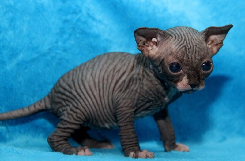 Очень красивы котята