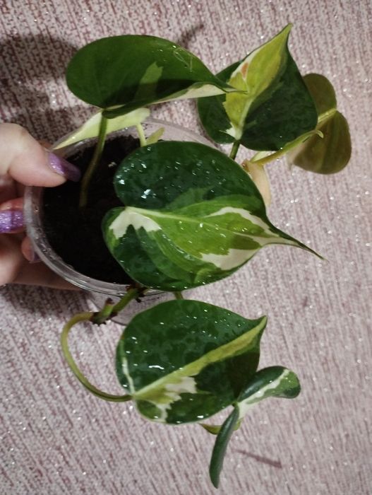 Філодендрон медіопіктра триколор