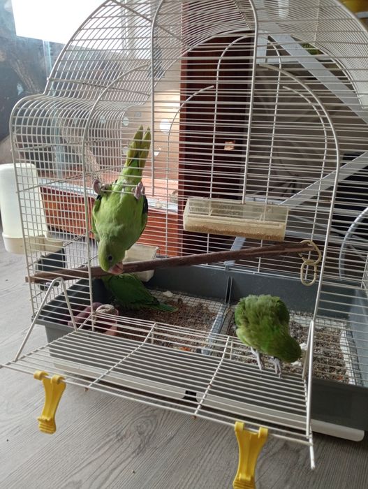 Ring necks domesticados