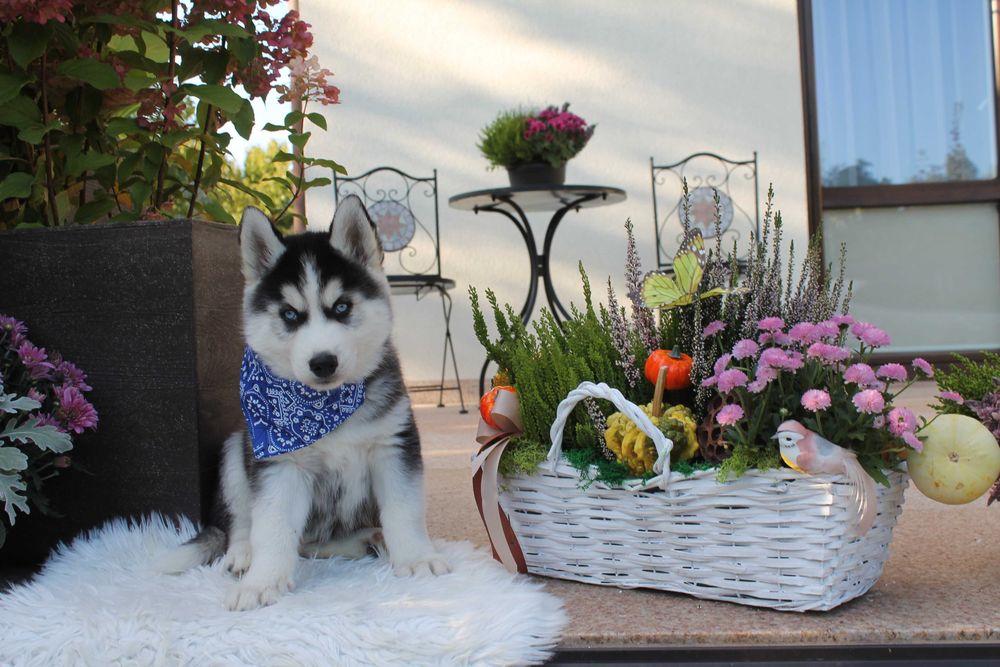 Siberian Husky-śliczny piesek