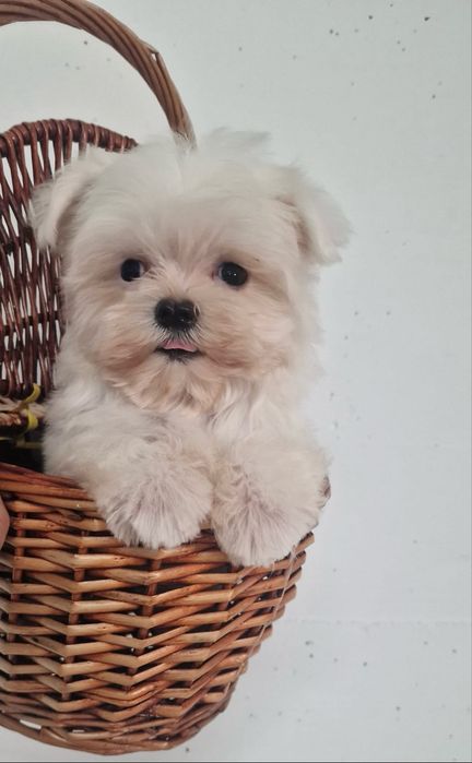 Excelente mini mini Bichon Maltes de Qualidade