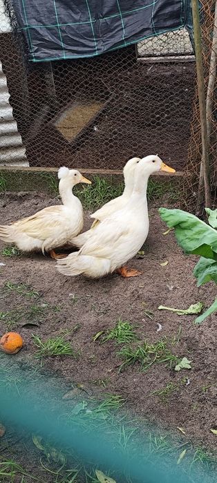 Patos Pequim caseiros