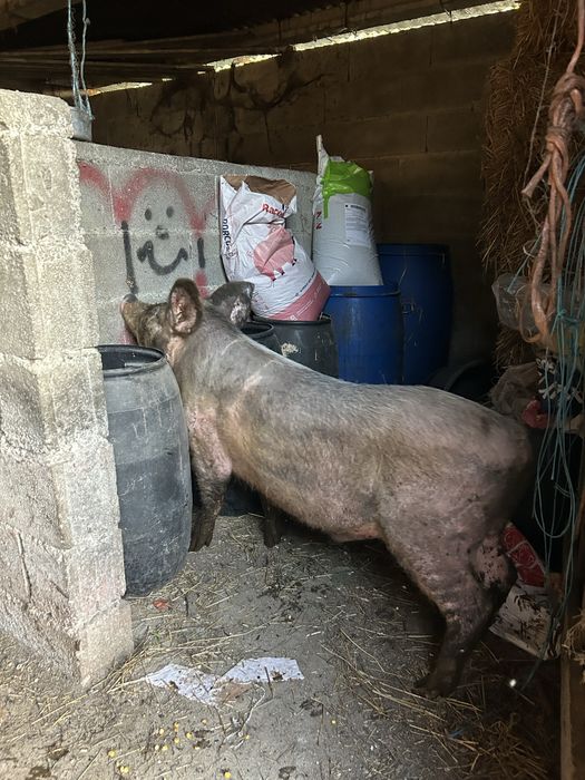 Porco bisaro……..