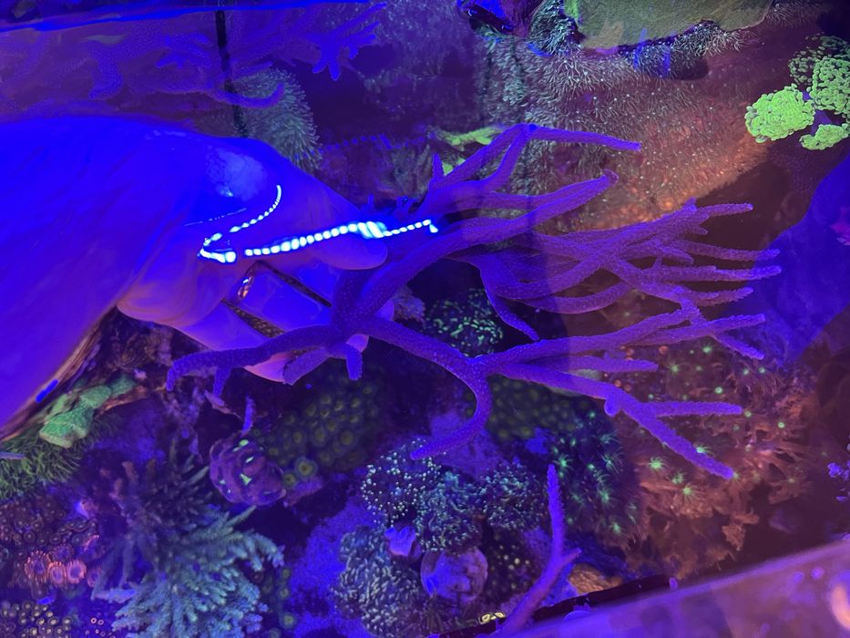 Coral SPS mais de 20cm aquario de agua salga