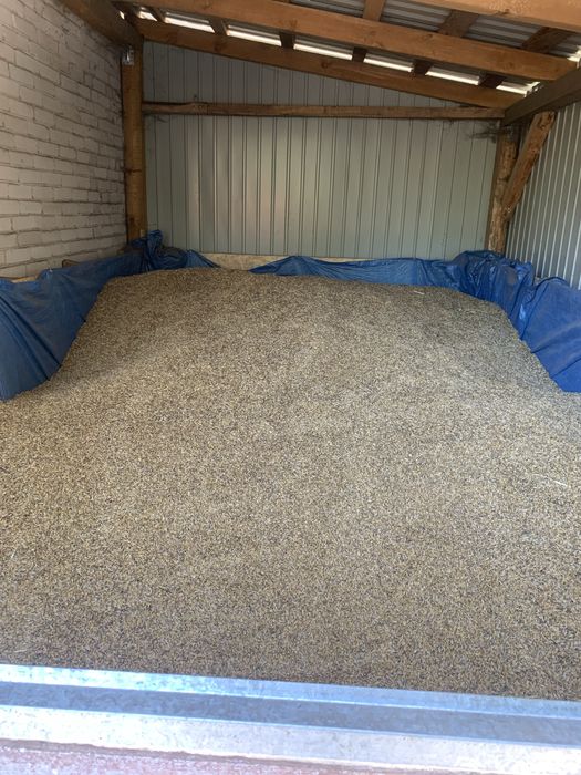 Owies tegoroczny 2025