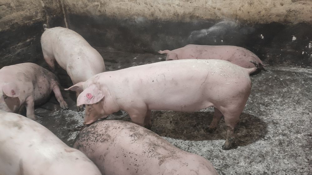 Продам свинок ( Ф1) Велика Біла + Ландрас