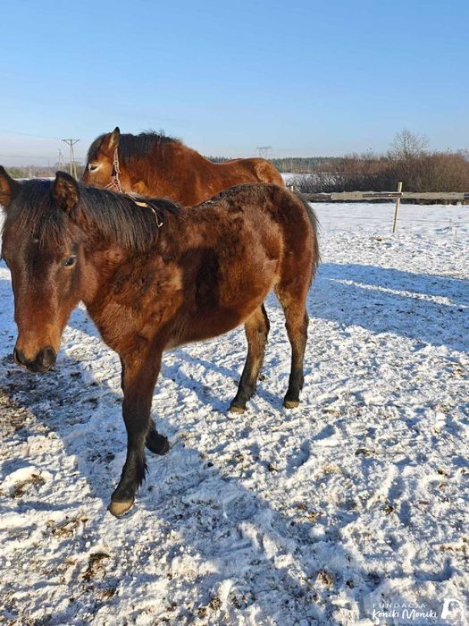 Alinka i Almanach koniki do darmowej adopcji