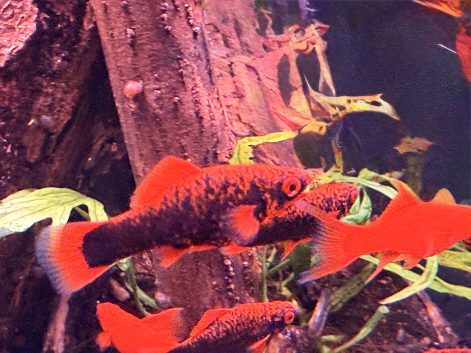 Mieczyk  Alpha RED RUBY- mega kolor OKAZJA