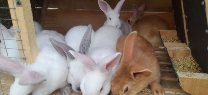 Молодняк кроликів різних порід