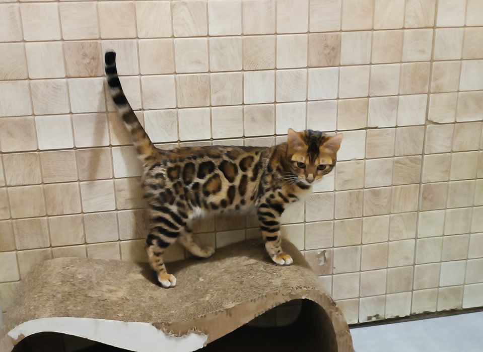 Дівчинка красуня бенгалочка