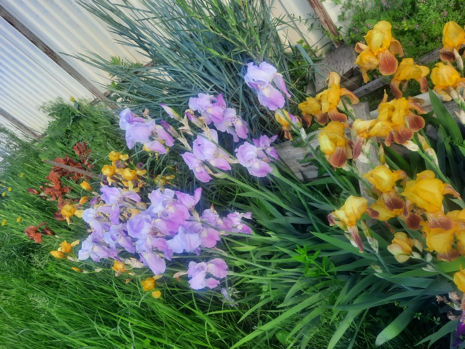 Іриси квіти  садові
