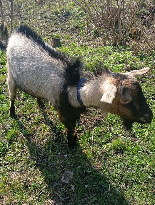 Продам козу,цапа, козенят