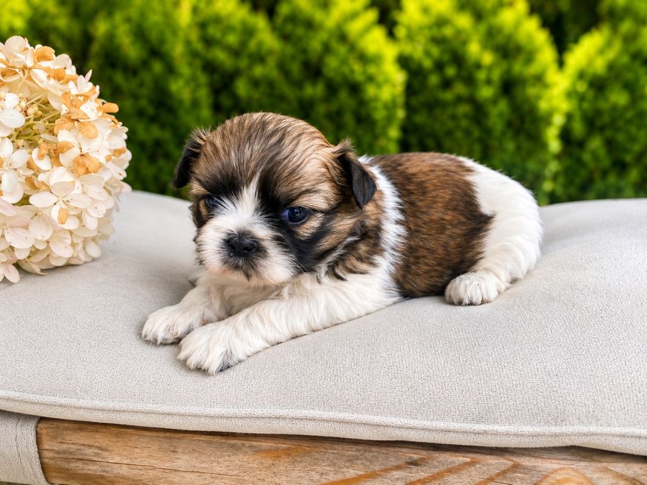 Piekna suczka shih tzu