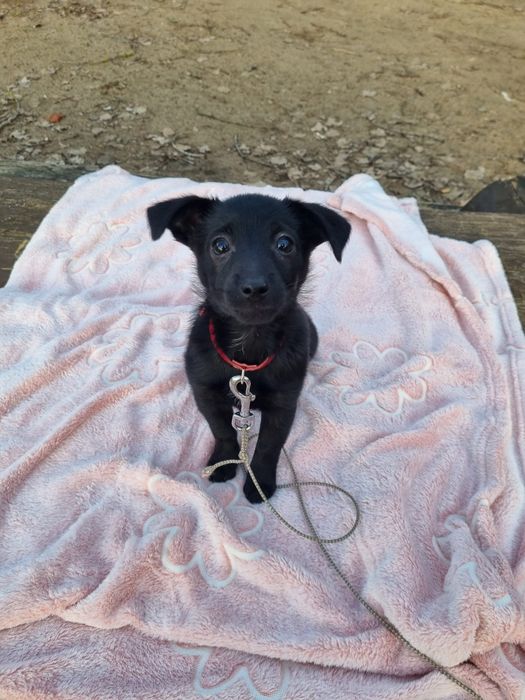 Piękna suczka szuka domu