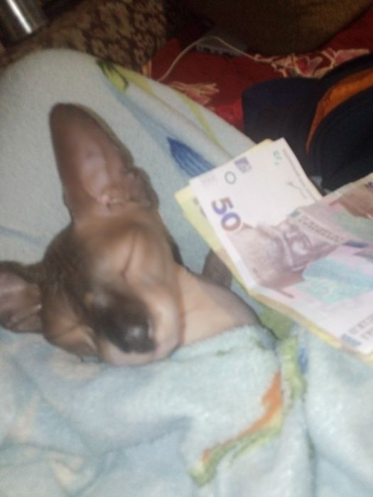 Сфинкс конадскиий. Девочка. Харьков