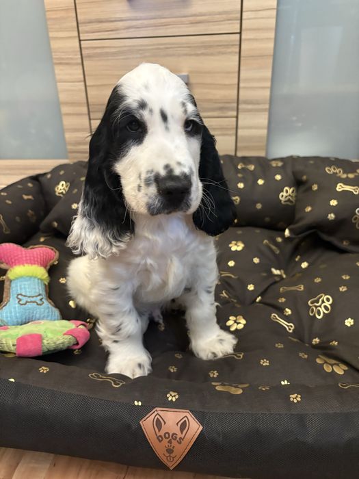 Wyjatkowy piesek cocker spaniel  z rodowodem