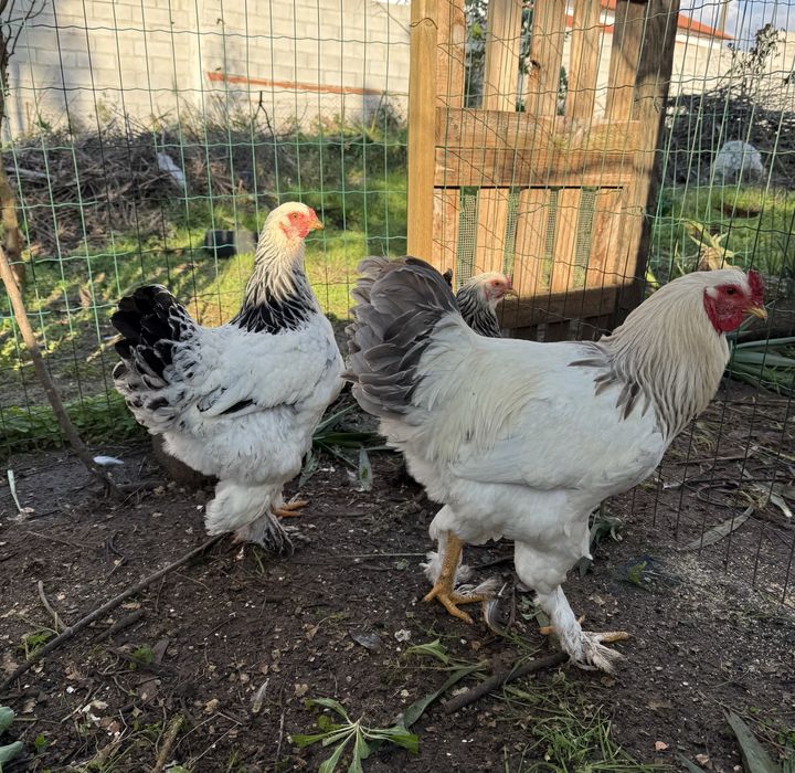 Ovos Férteis para Incubação e galinhas/pintos de várias raças