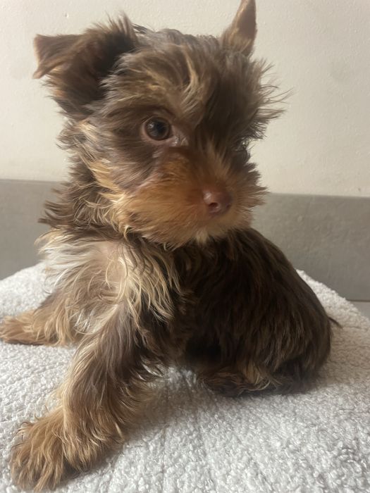 Elvis   Choco&tan  piesek Yorkshire Terrier