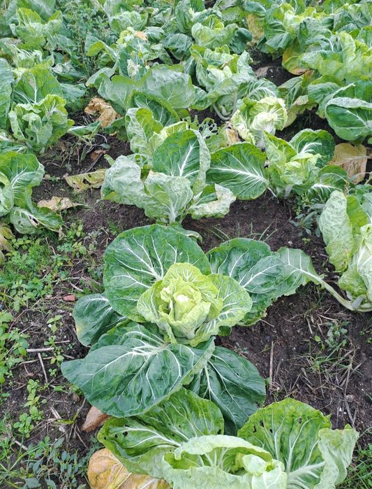 Grelos,penca ,couves