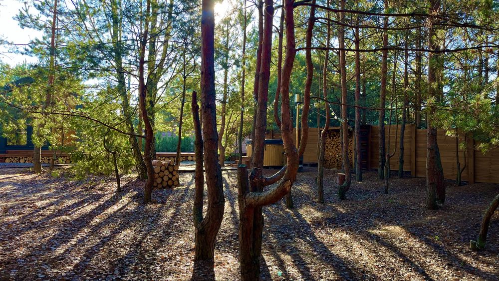 Будинок у сосновому лісі. Чан • Басейн • Генератор