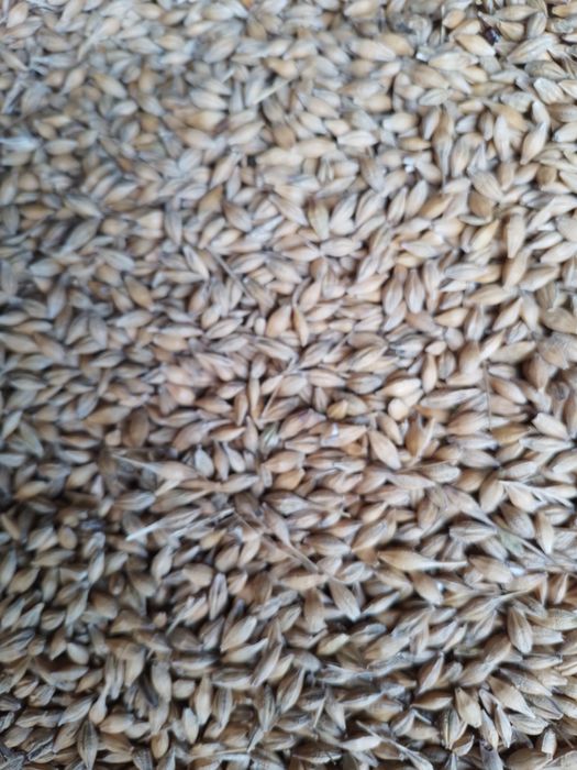 Sprzedam zboża paszowe