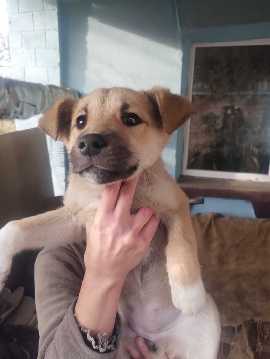 Подарую цуценят метіси Німецької вівчарки