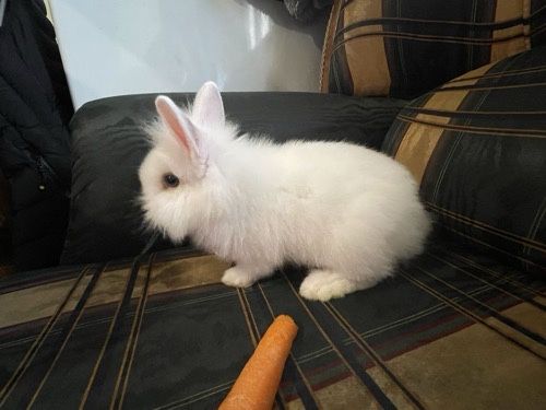 Coelho Anao Angora