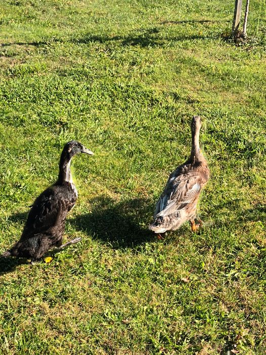 Parka kaczek biegusek