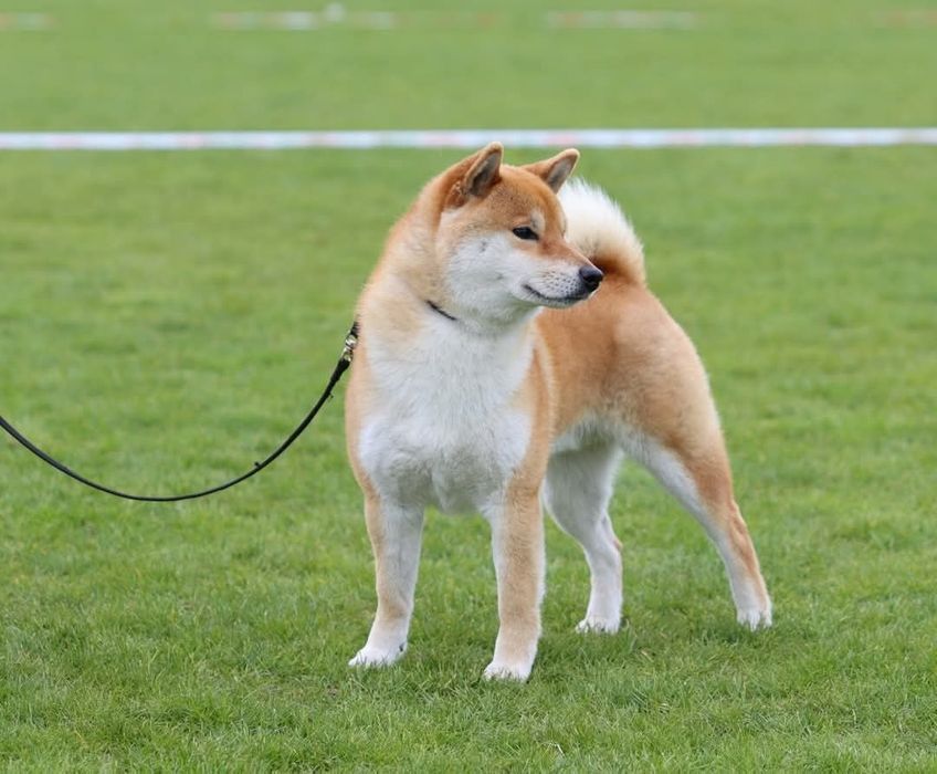 Shiba Inu KioFig ZKwP FCI  Piękne suczki
