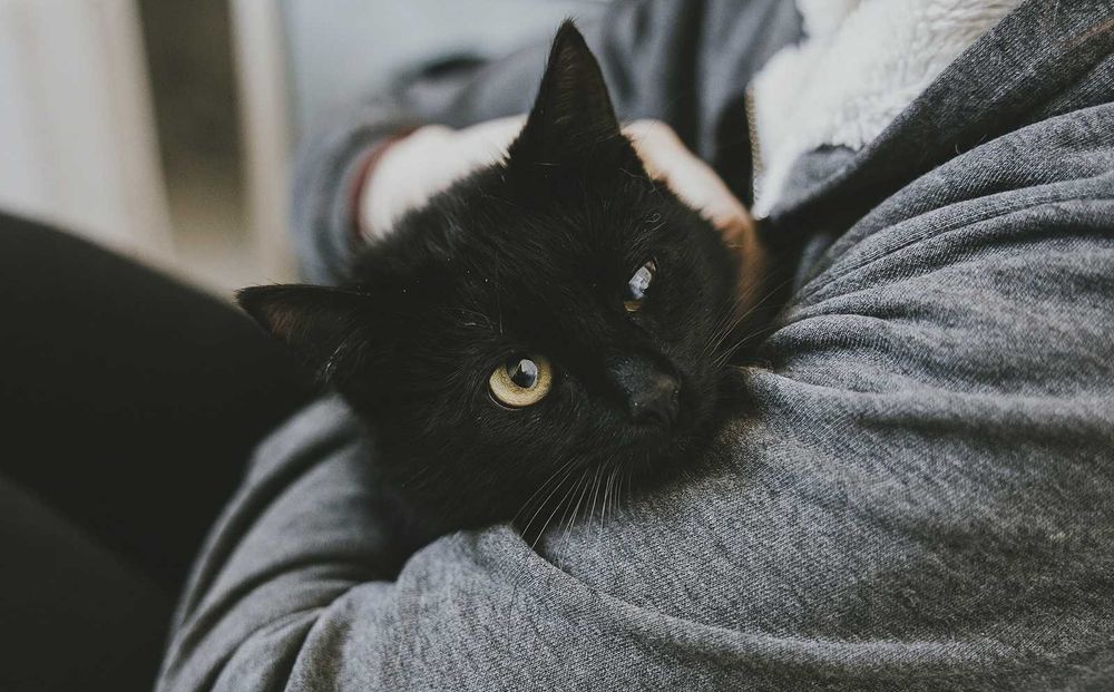 Spokojna kotka do adopcji - Luna szuka domu niewychodzącego - cała Polska