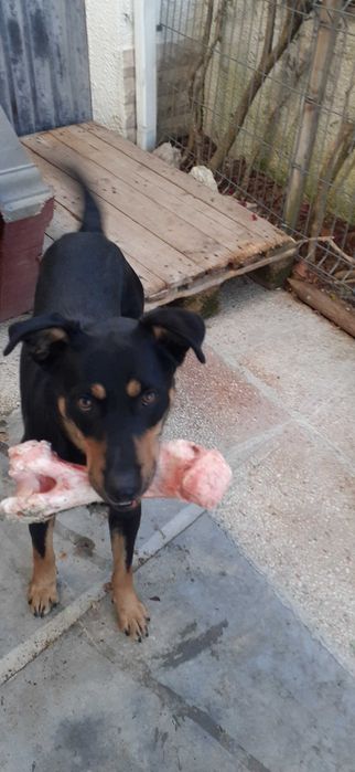 Ofereço cão de guarda