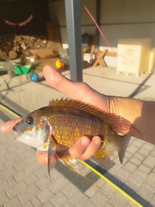 Petrochromis kasumbe kibige tanganika dzikie dorosłe