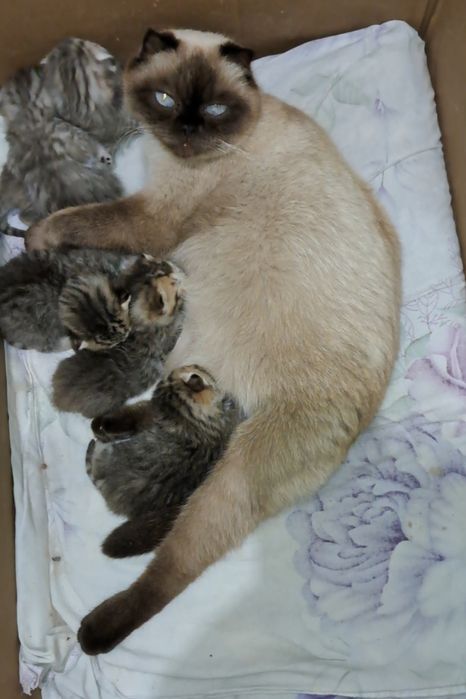 Шотландские вислоухие и прямоухие  котята