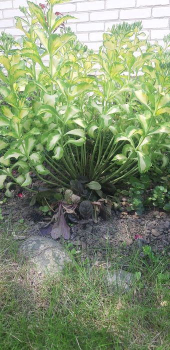 Седум варієгатний