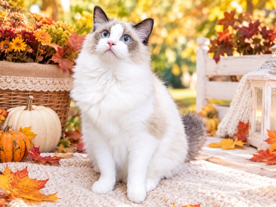 Ragdoll puchaty samiec