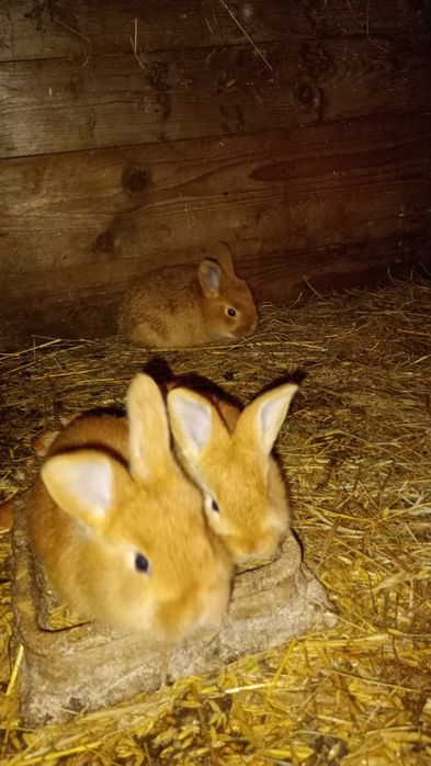 Młode króliki mieszańce